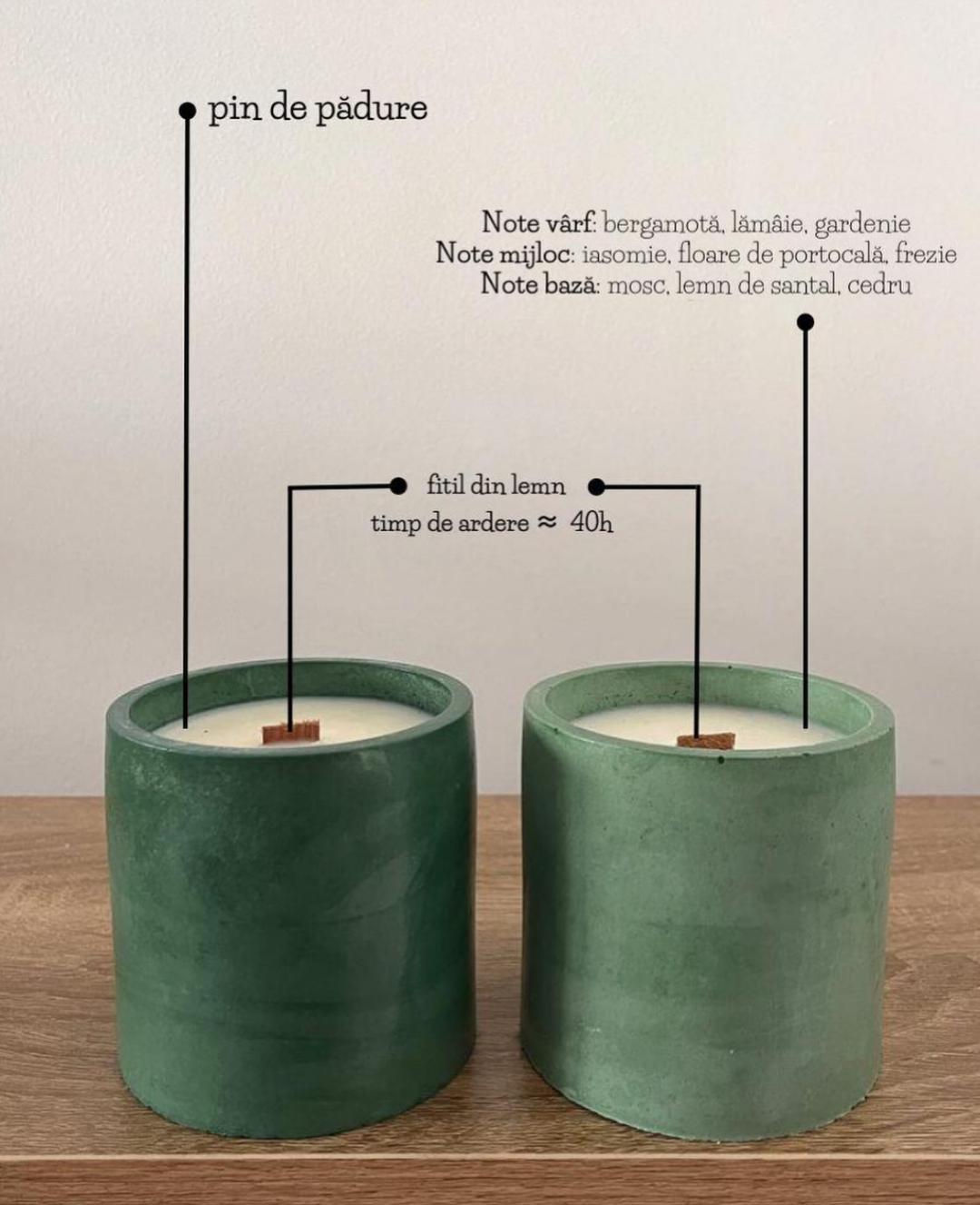 Pin de pădure - imagine 5